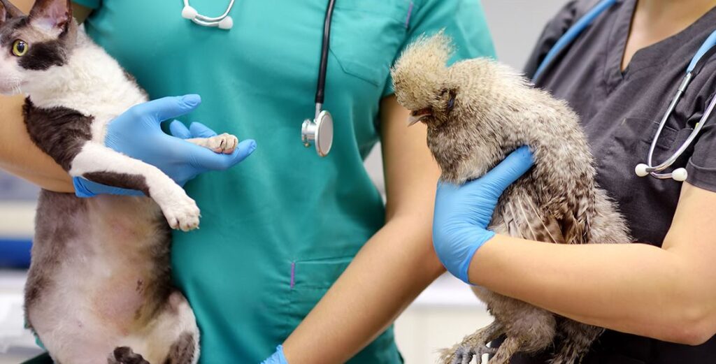 Veterinarias especializadas en animales exóticos y dónde encontrarlas